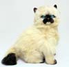 Toffee Himalayan Cat Bocchetta