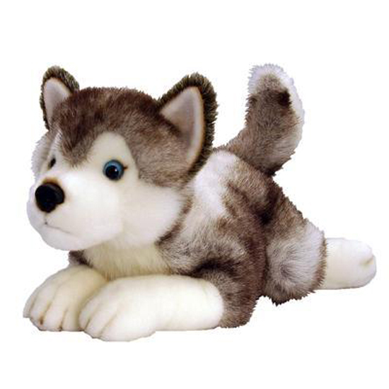 husky teddy amazon