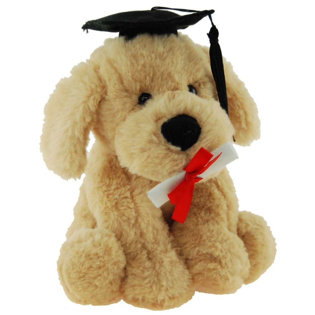 graduation dog