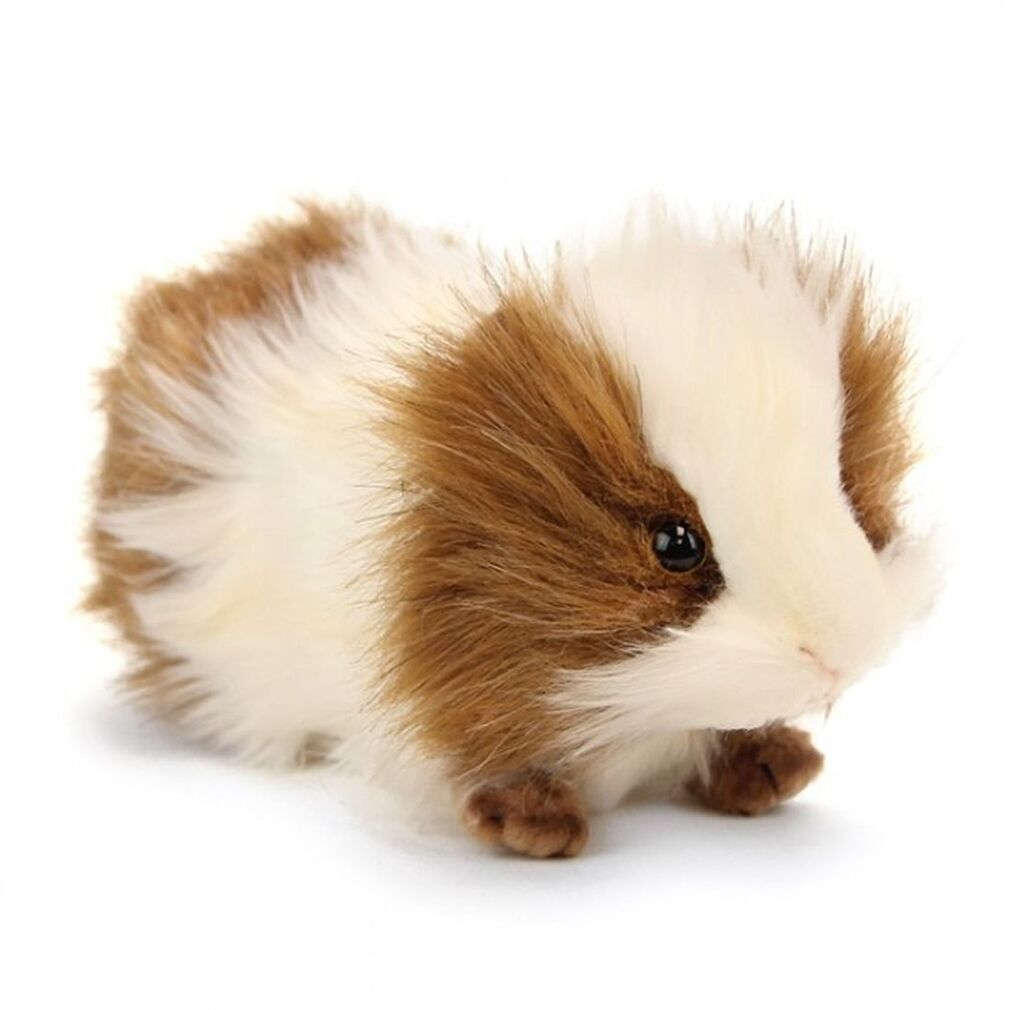 cuddly toy guinea pig