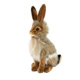 Black-tailed Rabbit - Hansa