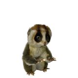 Slow Loris Soft Toy - Hansa