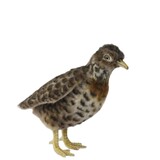 Plains Wanderer Soft Toy - Hansa