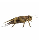 Cricket Soft Toy - Hansa