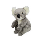 Koala Baby - National Geographic