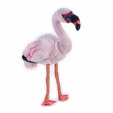 Flamingo - National Geographic