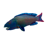  Polly Parrot Fish Plush Toy - Huggable Toys