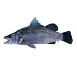 Barry the Barramundi Soft Toy