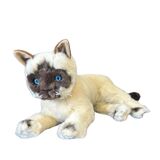 Cat Siamese/Burmese Mia - Bocchetta