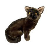 Cat Burmese Nutmeg - Bocchetta
