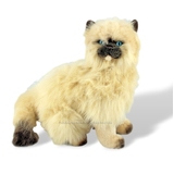 Toffee the Himalayan Cat Kitten Plush Toy - Bocchetta