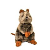 Quokka Small Plush Toy - C A Australia