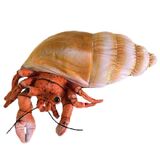 Harvey Hermit Crab Plush Toy - Huggable Toys