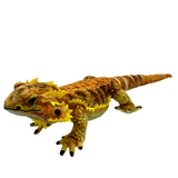 Kambera Bearded Dragon Soft Toy - Huggable