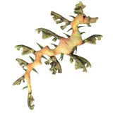 Leafy Sea Dragon Soft Toy - Huggable