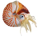 Grace Nautilus Shell Plush Toy - Huggable Toys